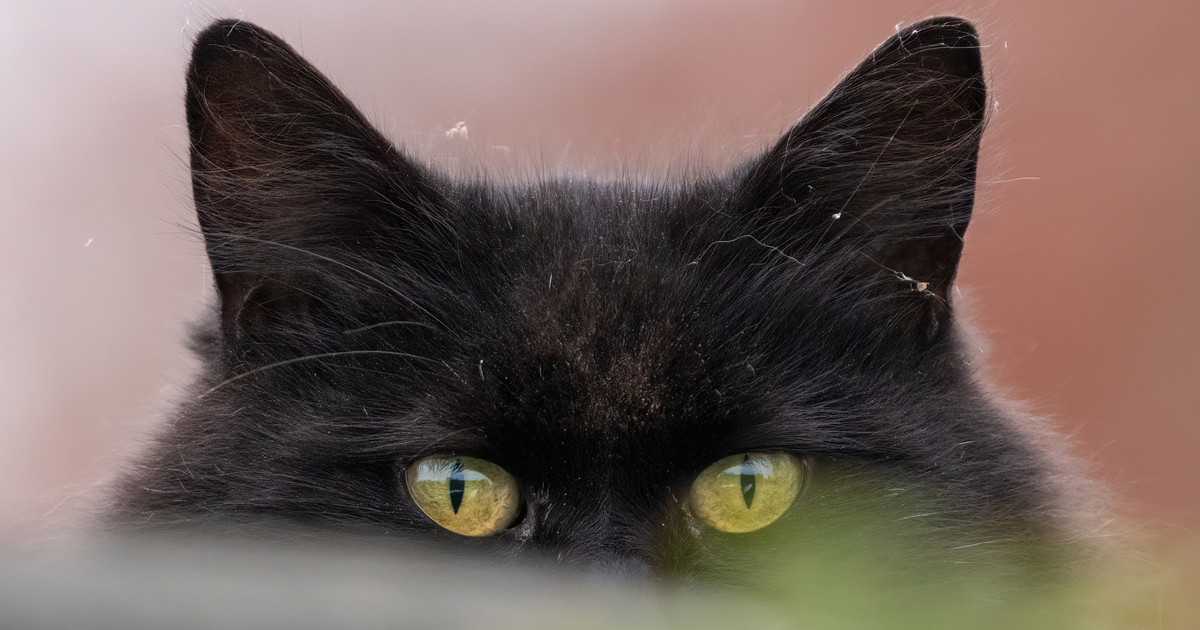 Stunning Black Maine Coon Kitten Is the Cutest 'Werewolf Pup' We've Ever Seen