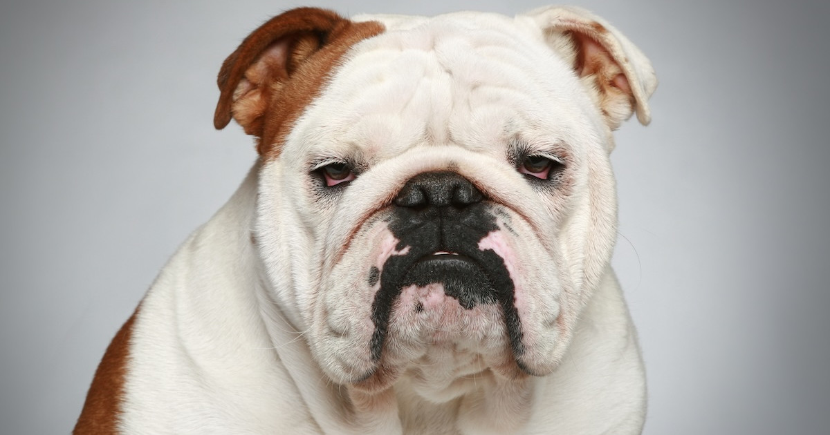English Bulldog Carries in Groceries Like the Best Little Helper - Parade Pets