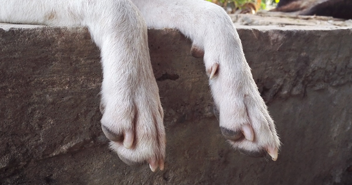 German Shepherd's Paws Legit Look Like Tiny Teddy Bears and Everyone's Obsessed
