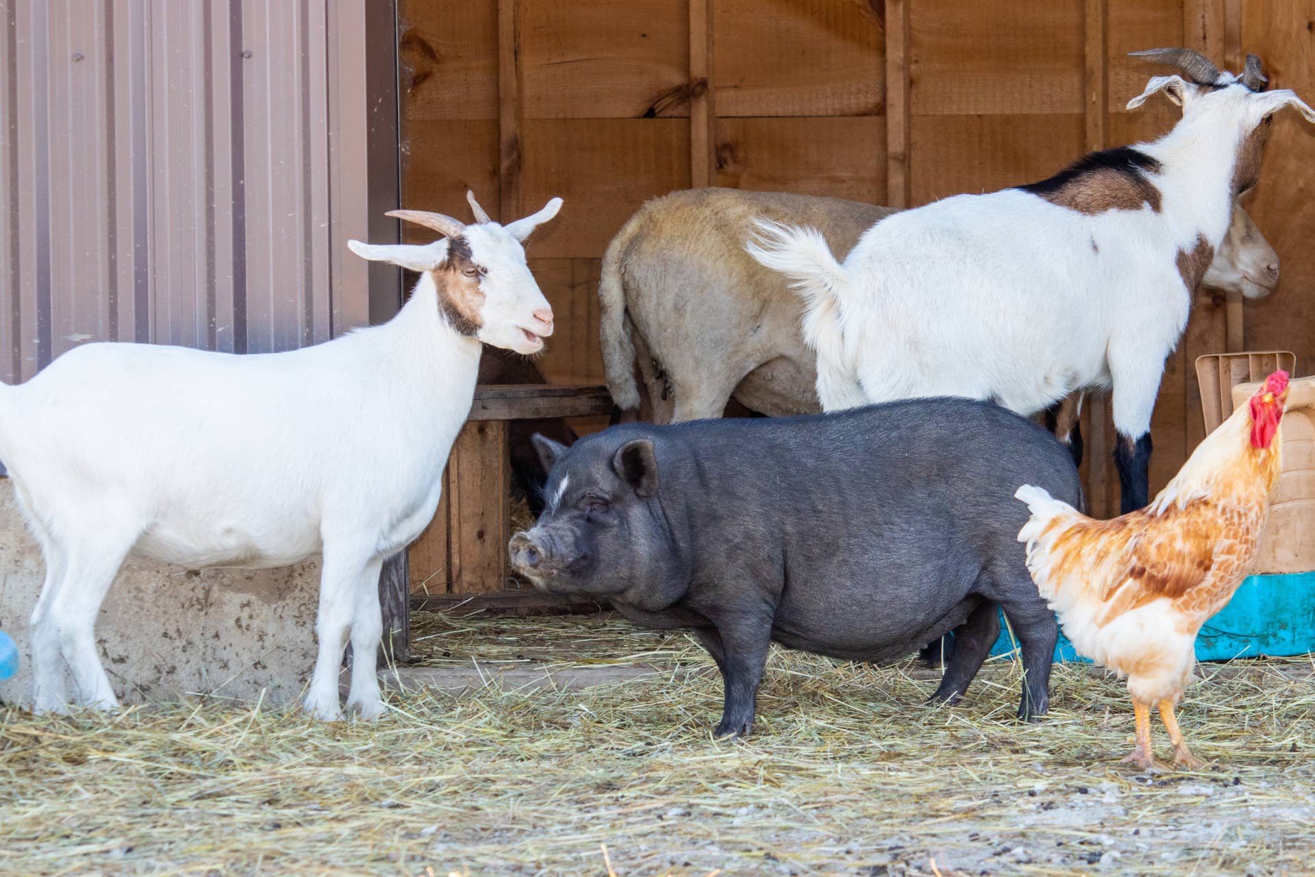 Barnyard Raccoon Nosy Barnyard Gang Comes Together to Support Dad in Rescuing Trapped ...