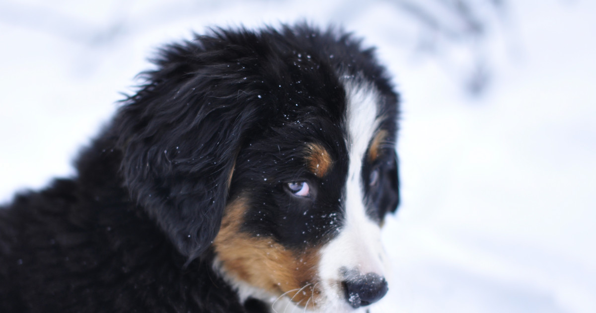 Great Pyrenees-Bernese Mountain Puppy Can't Sit Still for Video and ...