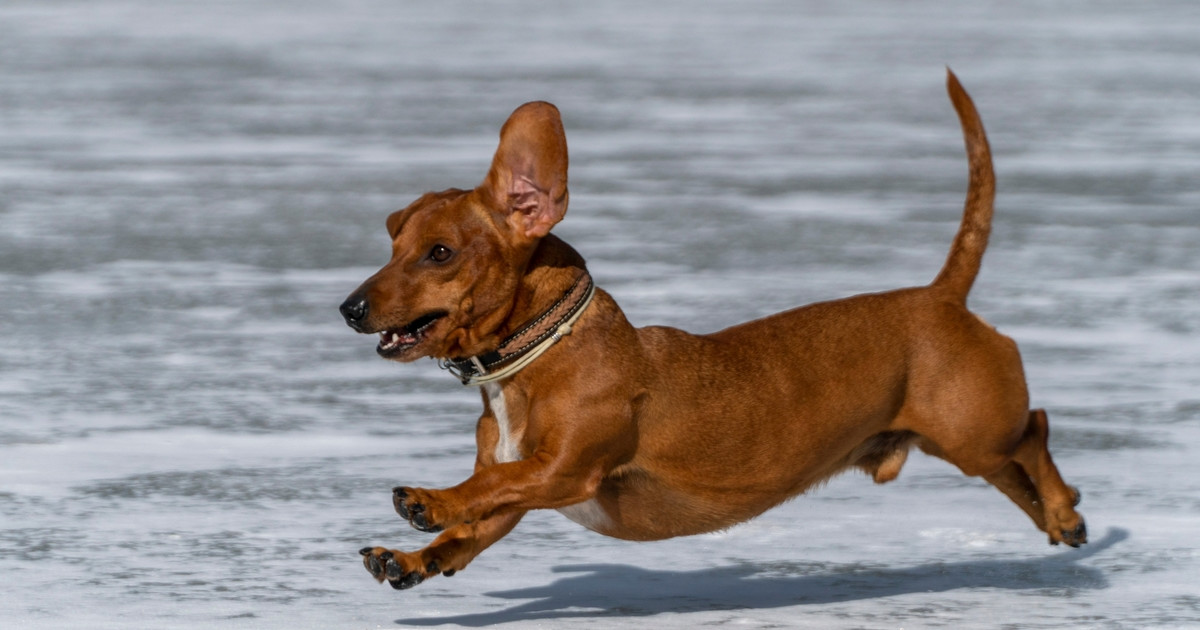 Dachshunds' Epic Race at Hockey Game Is a Complete Adrenaline Rush ...