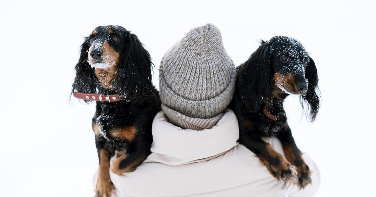 Newly Engaged Couple Has Magical Moment With Their 4 Dachshunds in the NYC Blizzard