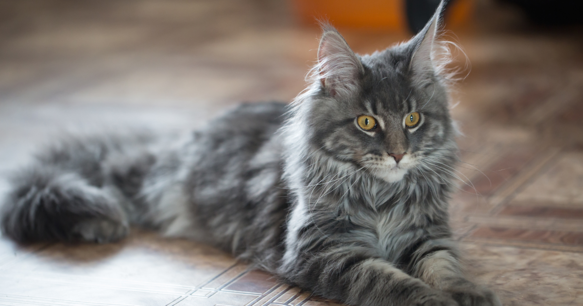 Maine Coon Cat Grows 230 Days in 5 Seconds in Super Cool