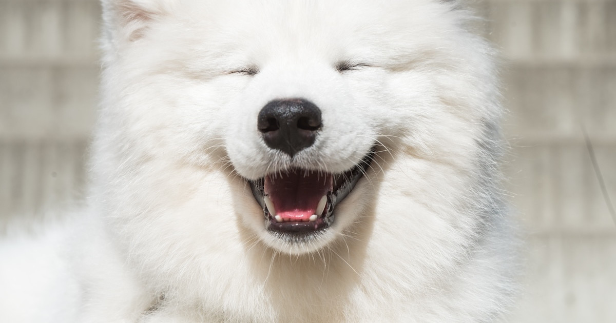 samoyed／Bon Bon Camisole samoyed-smile.jpg