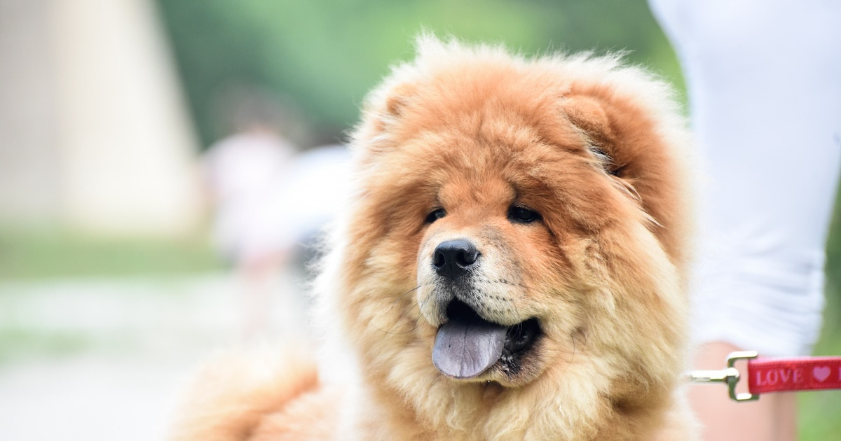 Dog Day Care Lists Their 'Most Uncommon Dog Breeds' and the Pups Are