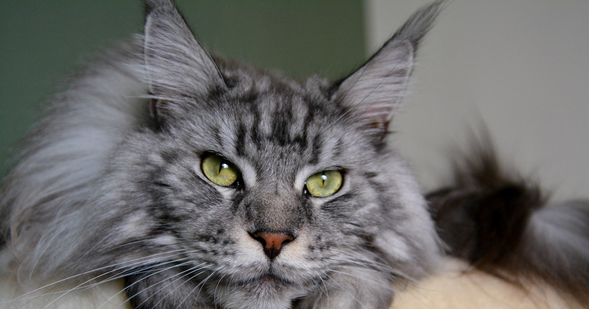 その他 Psychedelic Maine Coon Cat DAC Psychedelic Maine Coon Cat – Diamond Art Club