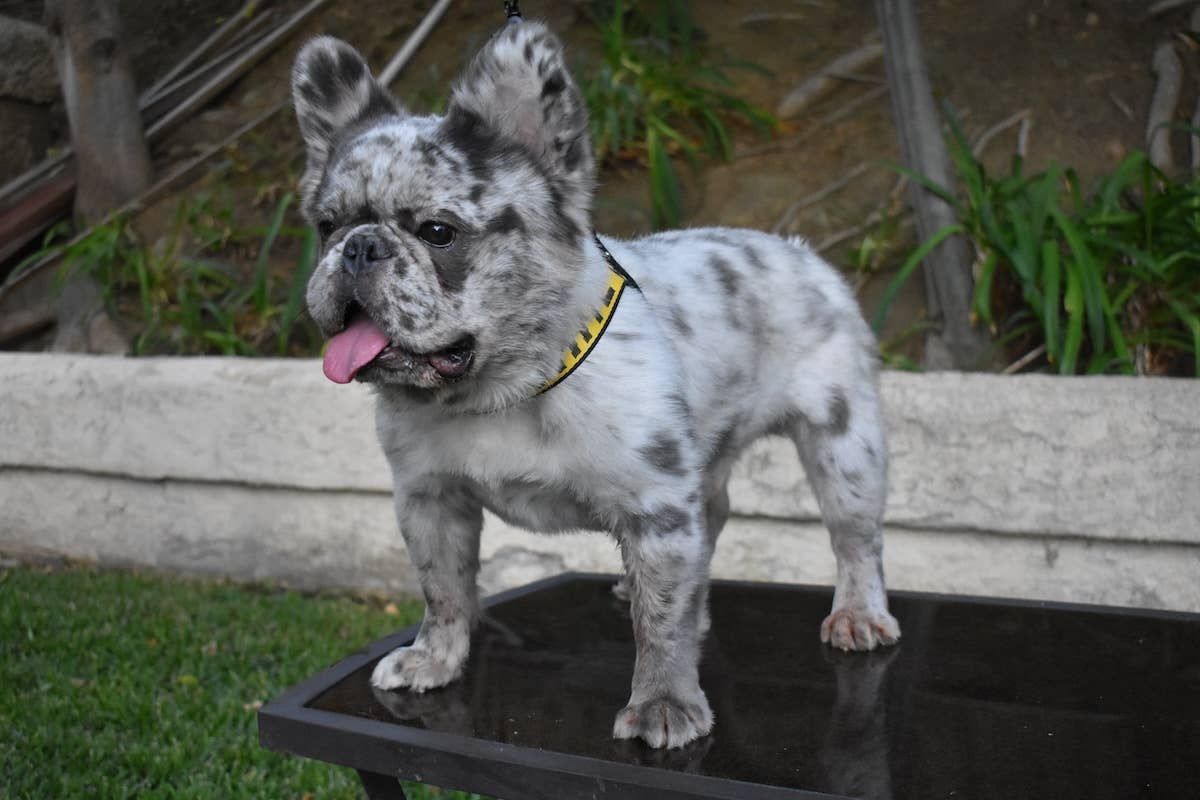 Fluffy Frenchie Puppy's Rare Color Pattern Is Turning Heads Left and Right