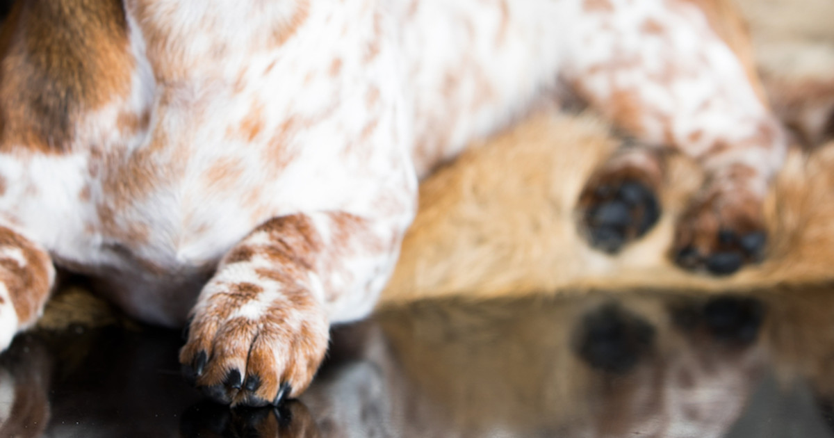 Dachshund with SplitColor Face Is Such a HalfandHalf Cutie Parade Pets