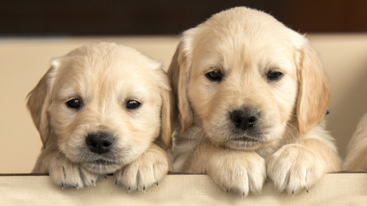 Cutest Dog Breeds: Meet Your Future Furry Friend