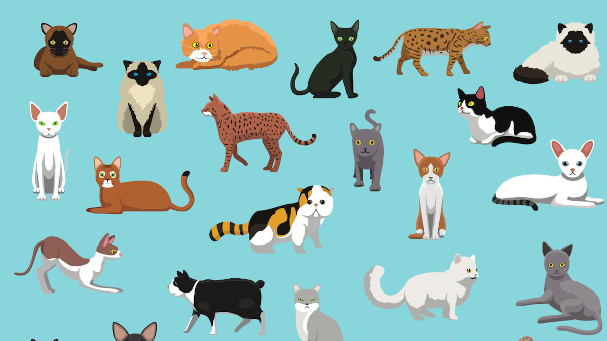 Most Popular Cat Breeds: Discover Feline Favorites