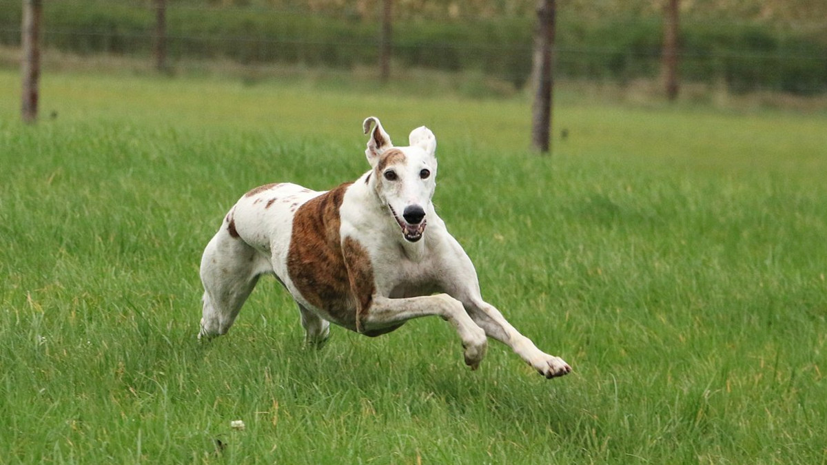 Fastest Dog Breeds: Discover Lightning-Speed Pups