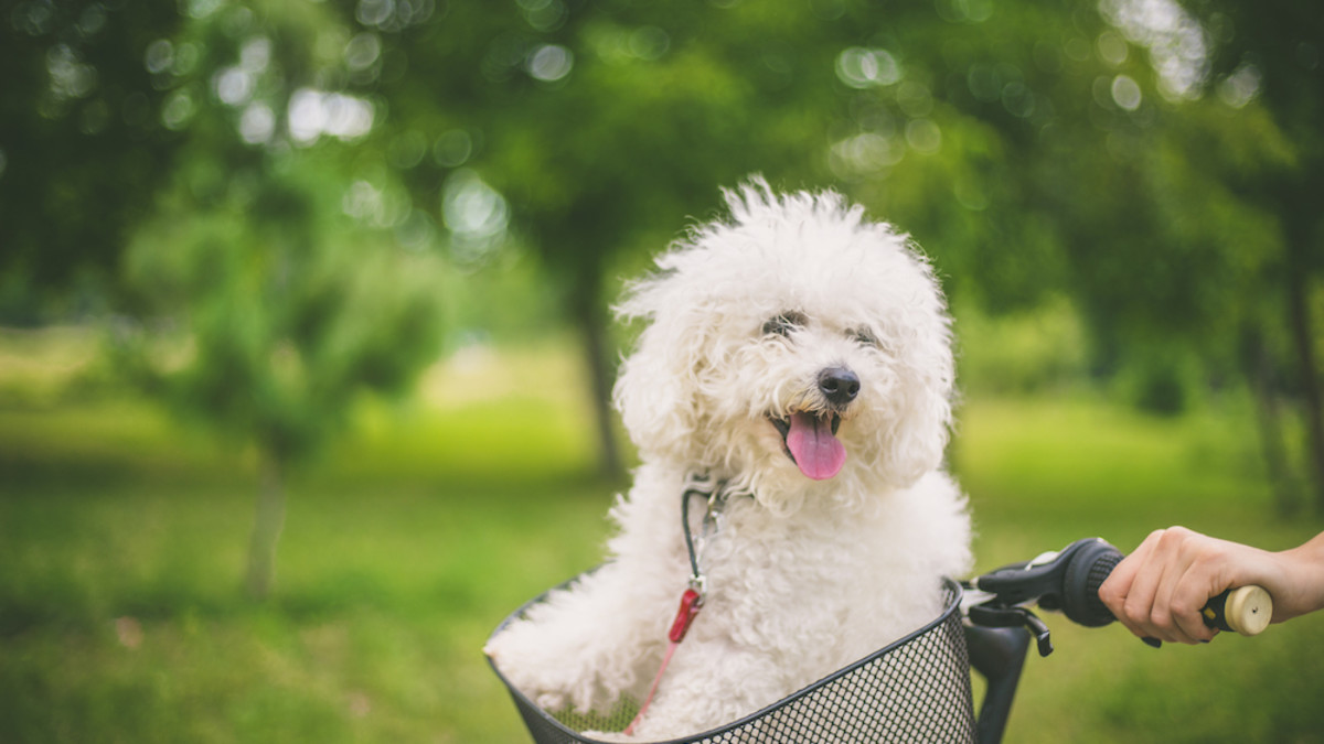 Breeds of Dogs That are White: Discover Stunning Pups