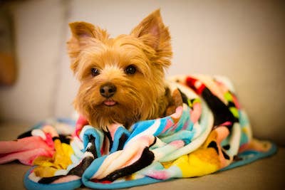 Why is My Dog Vibrating? Uncover the Surprising Reasons