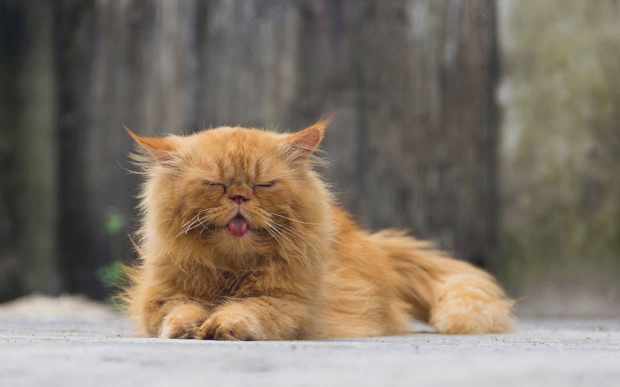 Why Do Cats Groom Themselves When You Rub Their Feet: Surprising Reasons Explained