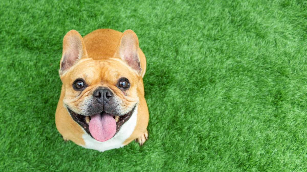Small Dogs That are Active: Energetic Breeds Unleashed