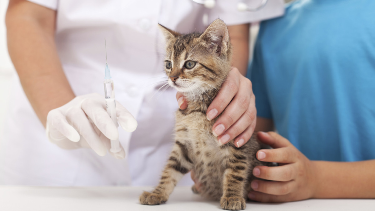 Do Cats Need Annual Vaccinations: Essential Facts Every Owner Must Know