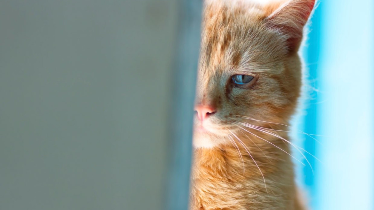 Why Do Cats Cry: Unveiling Feline Emotions