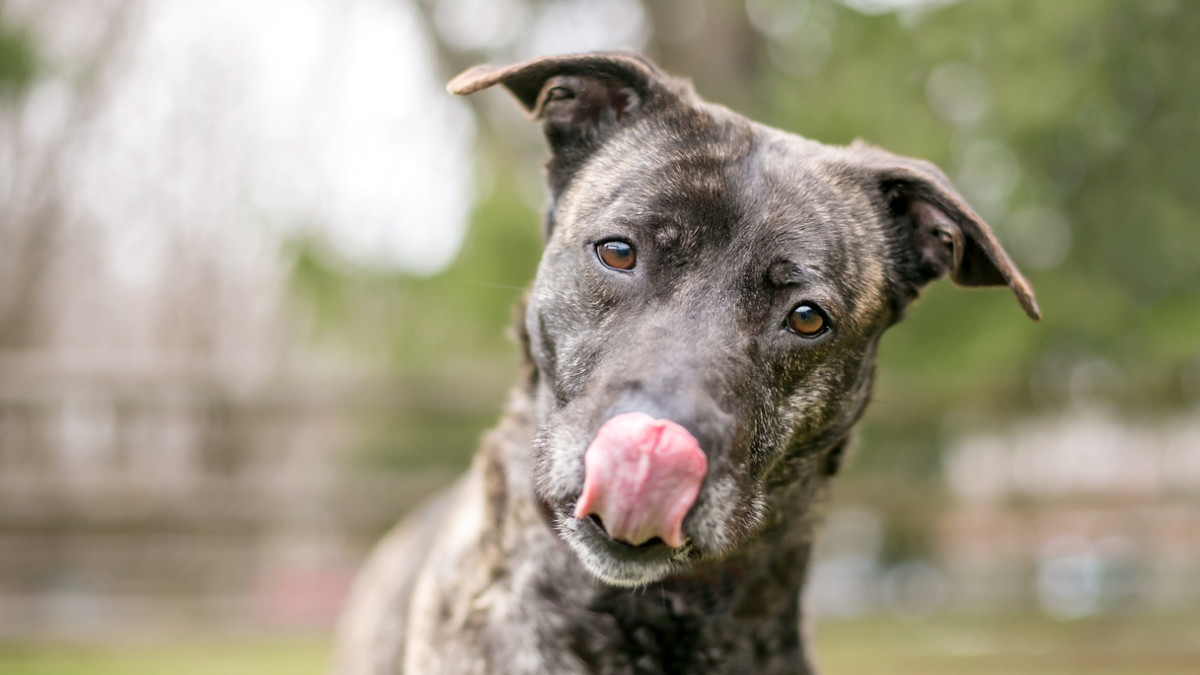 Brindle Breeds of Dogs: Discover Unique Canine Colors