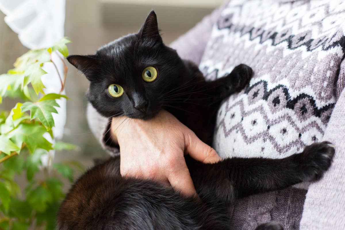 What are the Top 5 Cutest Cat Breeds: Adorable Picks You’ll Love