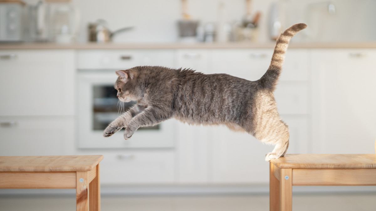 How Much Exercise Do Cats Need: Essential Tips for a Healthy Pet