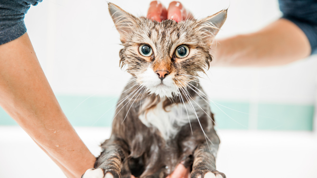 How to Give a Cat a Bath That Hates Water: Easy Stress-Free Tips