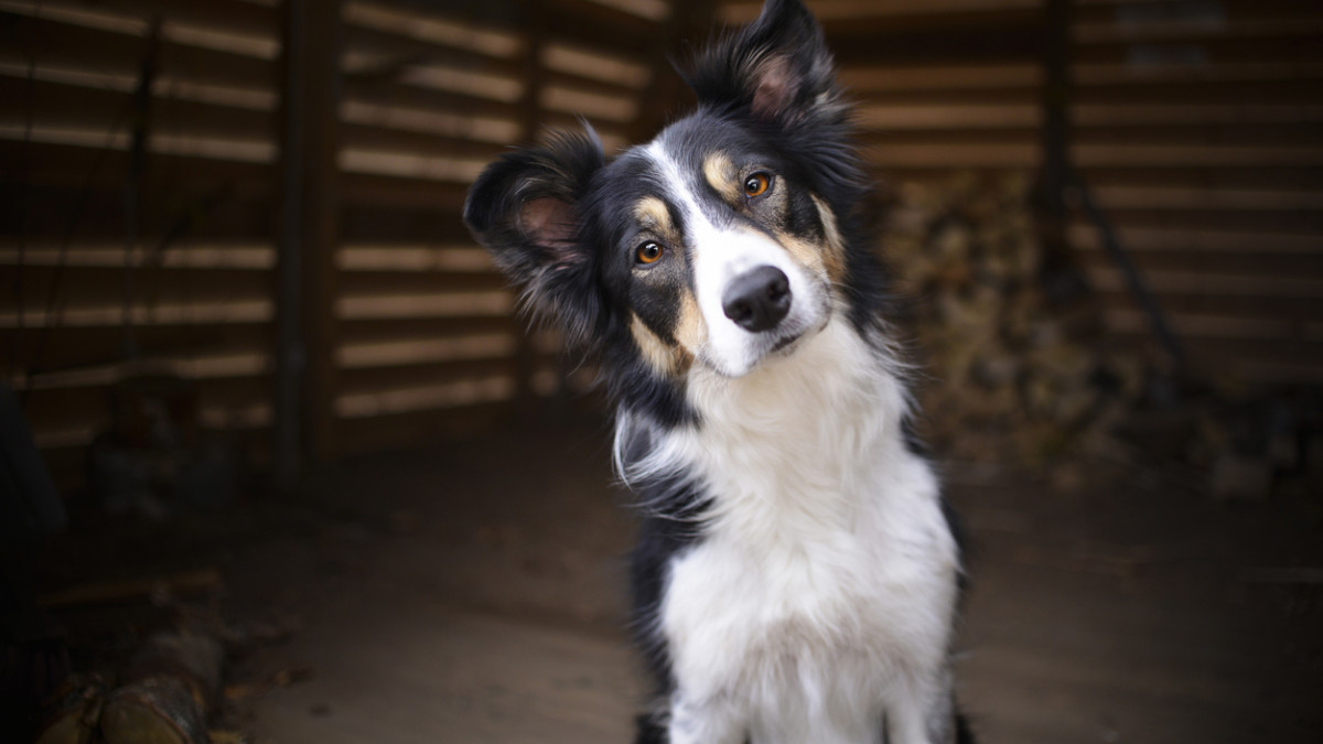 Worst Dog Breeds for Cats: Avoid Clashes and Chaos