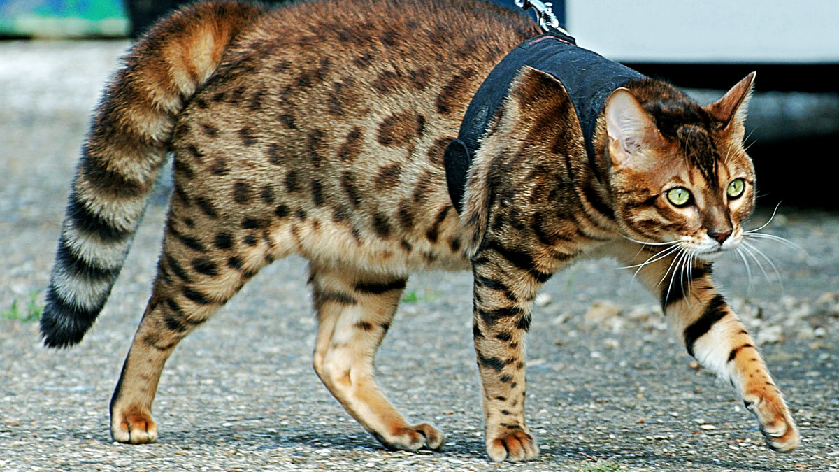 Why Do Cats Wag Their Tails While Lying Down: Surprising Reasons Revealed