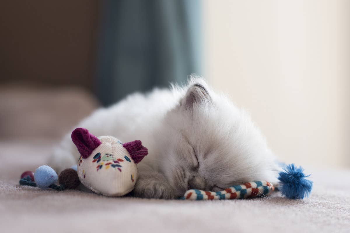 Are Cats Possessive of Toys: Understanding Feline Behavior Traits