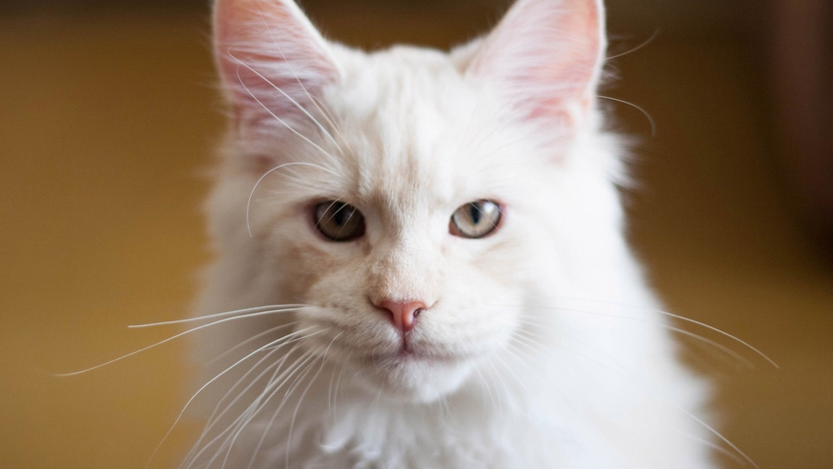その他 Psychedelic Maine Coon Cat DAC Psychedelic Maine Coon Cat – Diamond Art Club