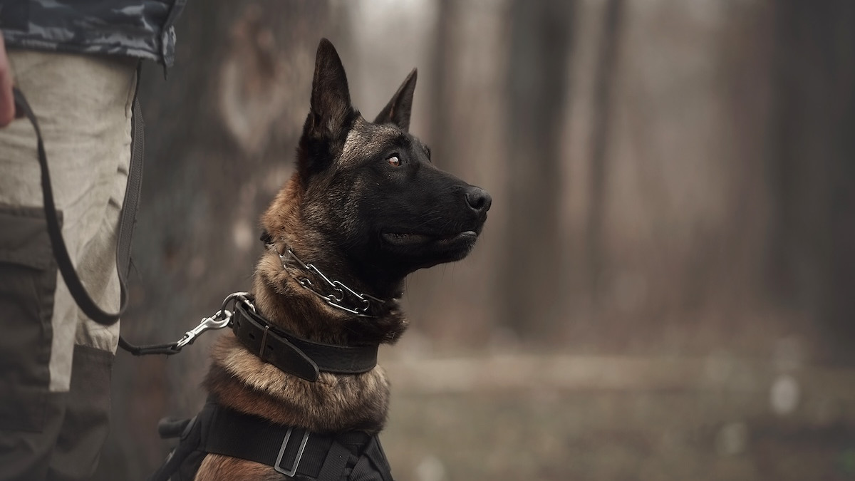 Belgian Malinois K9 Who 'Took Down Intruder' on White House Lawn Gets  Heartfelt, Tearful Goodbye - Parade Pets, image size:1200x675