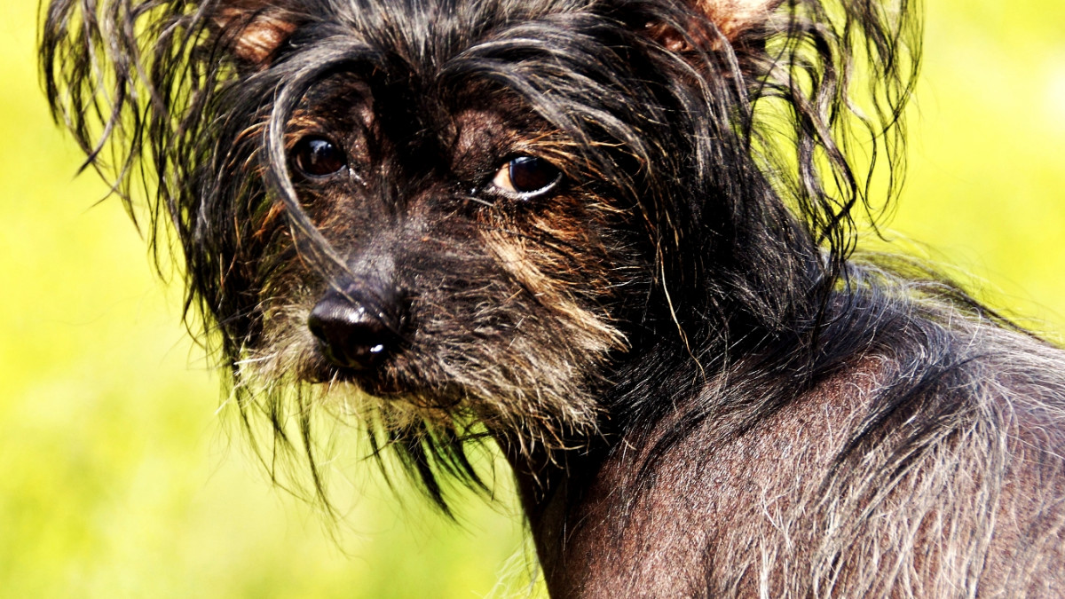 Ugly Dog Breeds: Discover Their Unique Charm