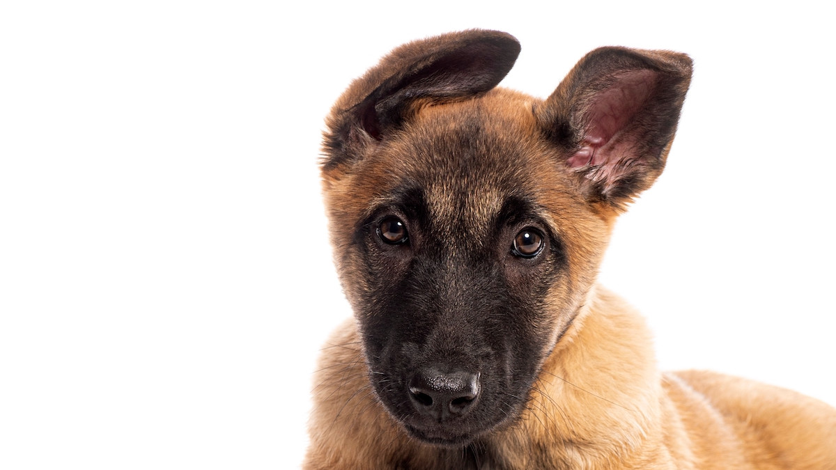 Another Happy Ending for a Frost Fund Red List Rescue – Frost Fund, image size:1200x675