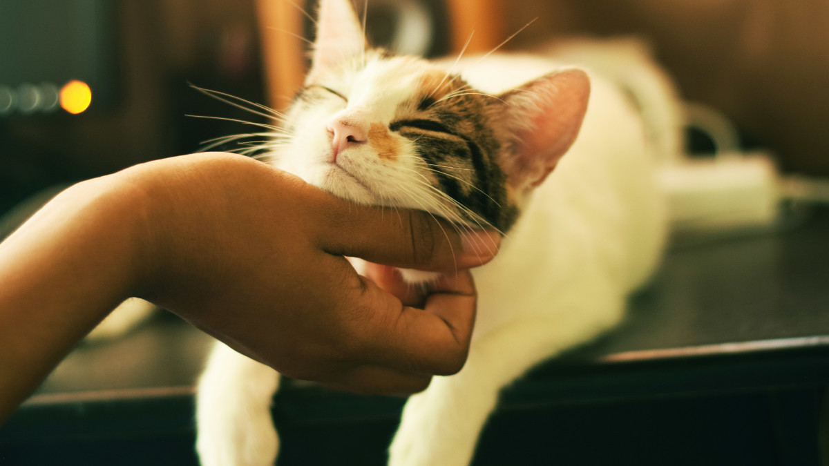 What Does It Mean When Your Cat Makes Bird Noises: Surprising Insights