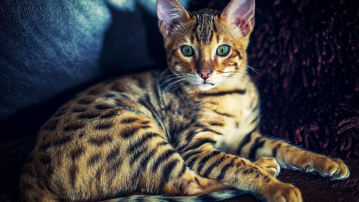 Least Expensive Cat Breeds: Top Affordable Feline Companions