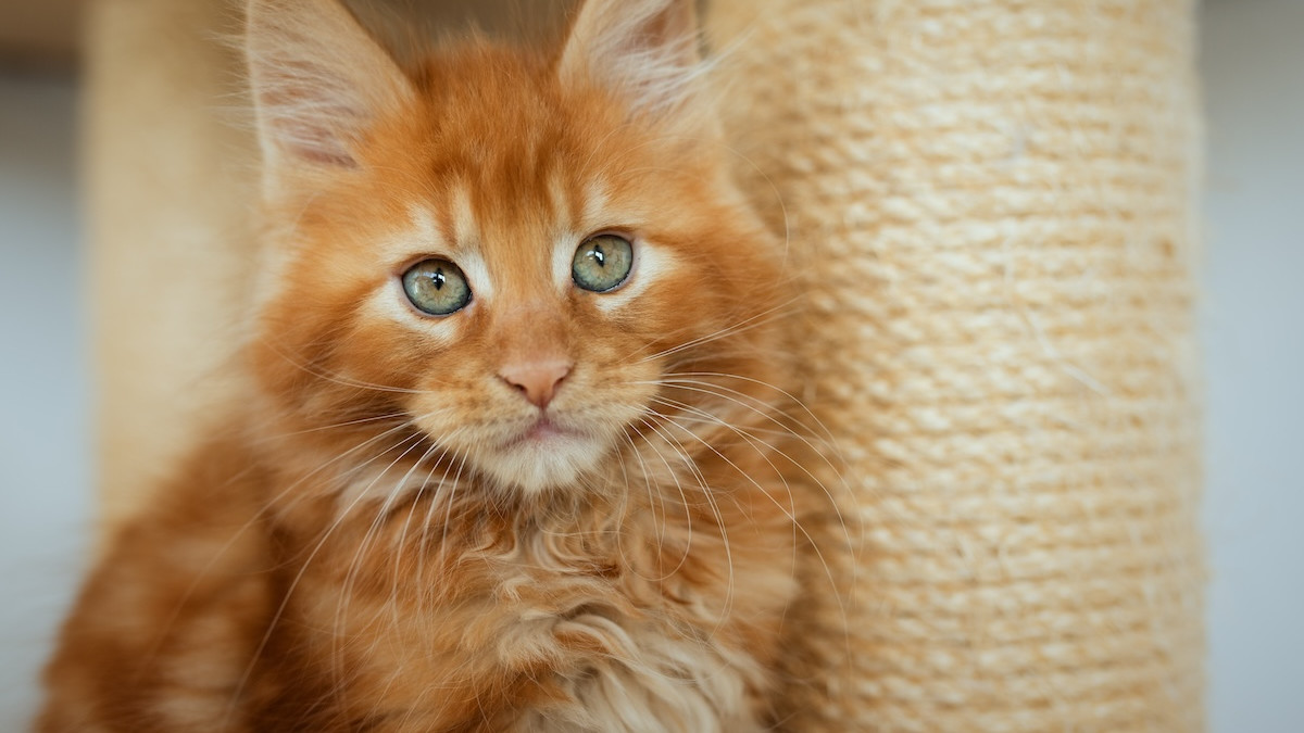 Adorable Orange Maine Coon Kitten Battles Sleep for the Chance to Have Ultimate Scratch Session - The Giant Orange Maine Coon: Size and Growth