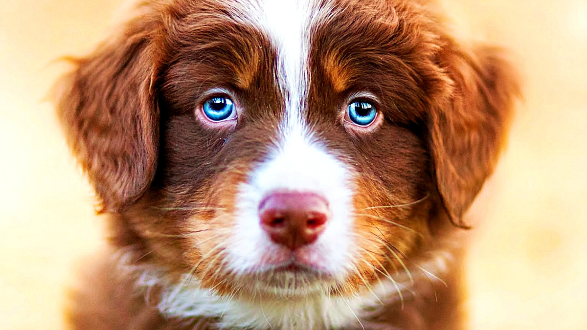 Blue-Eyed Dog Health Problems: Essential Care Tips