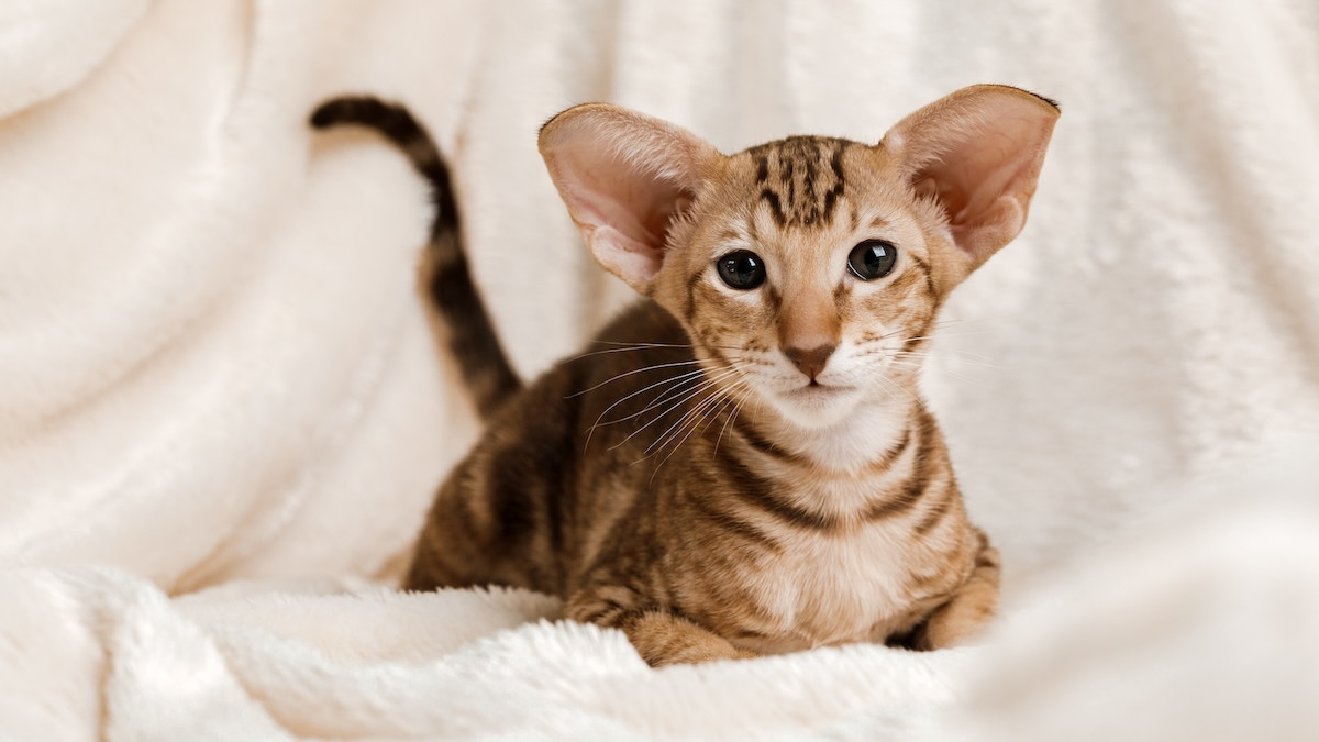 Cat Breeds With Large Ears: Unique Traits & Top Picks