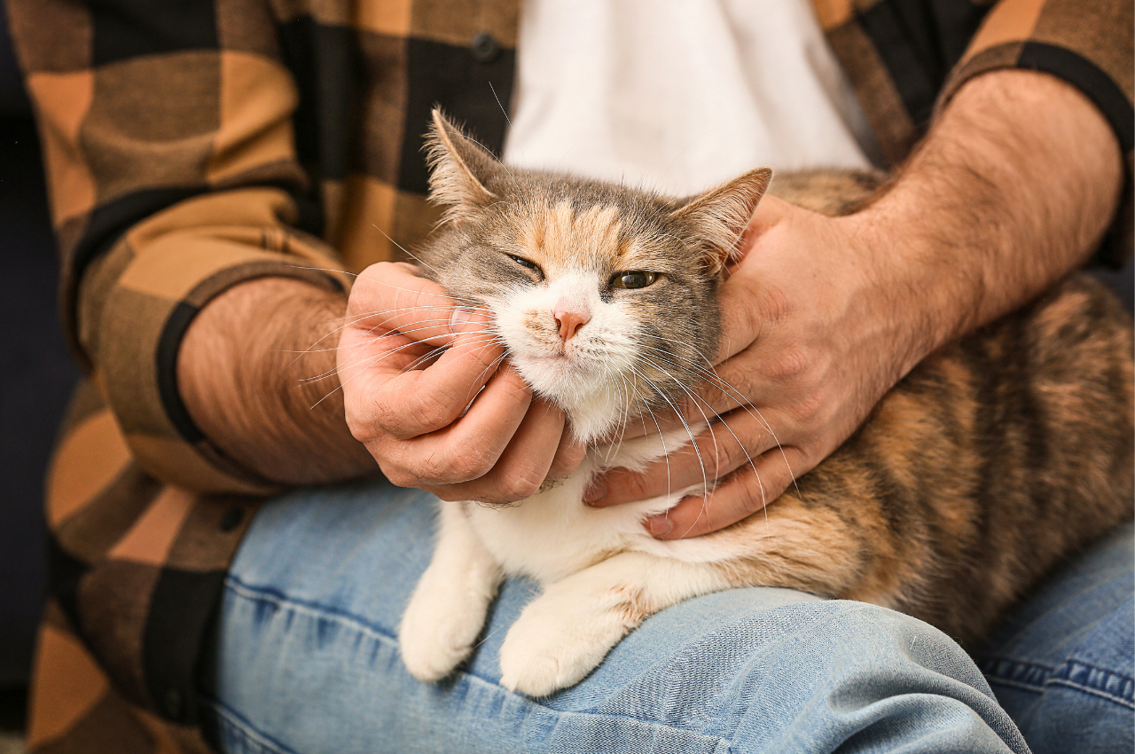 Why These Friendly Cat Breeds Cant Get Enough Attention: Irresistible Charm