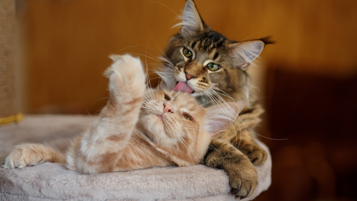 Male Cats Grooming Each Other: Strengthening Bonds