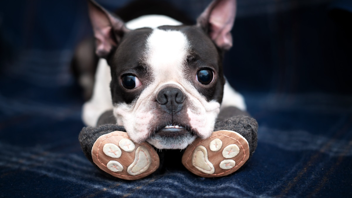 Buying Boston Terrier Puppies Calendar 2025 | simply order online, image size:1200x675