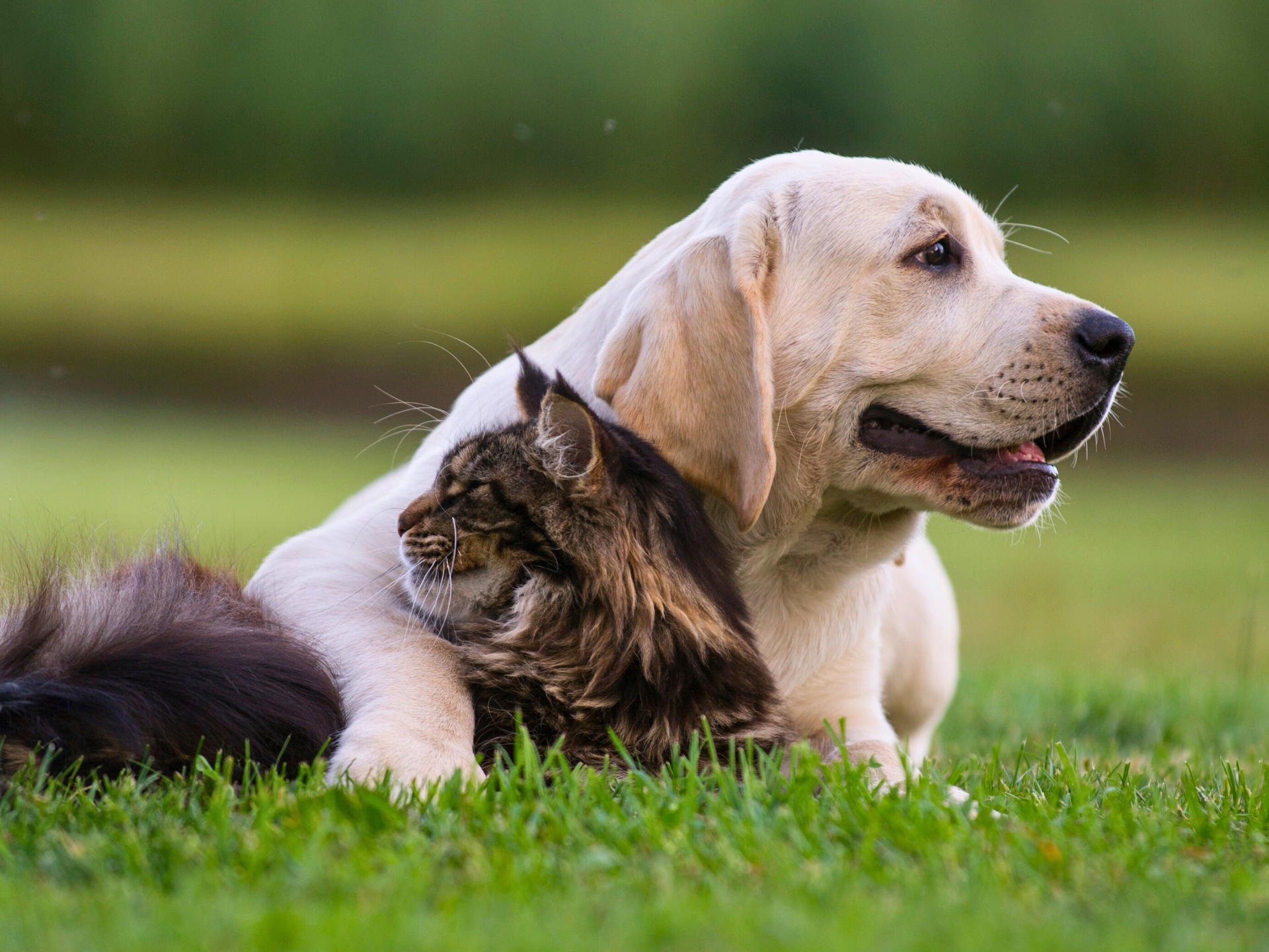 What Cat Breeds are Best With Dogs: Top Friendly Felines Revealed