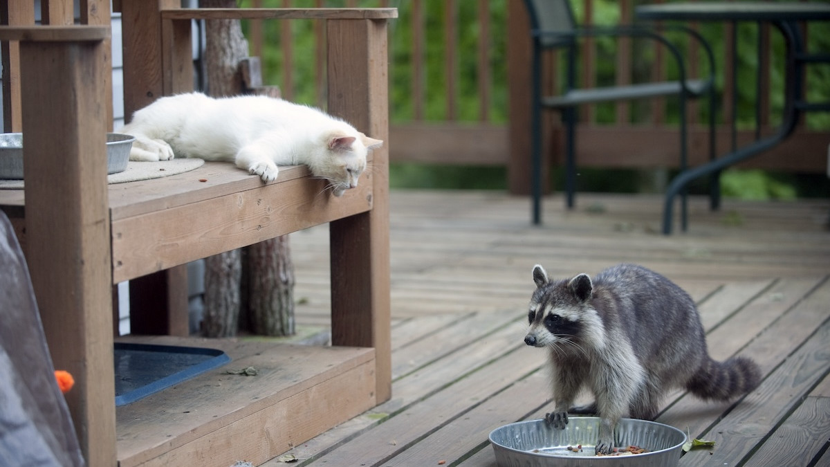 Do Racoons Eat Cats: Shocking Truths Every Pet Owner Must Know