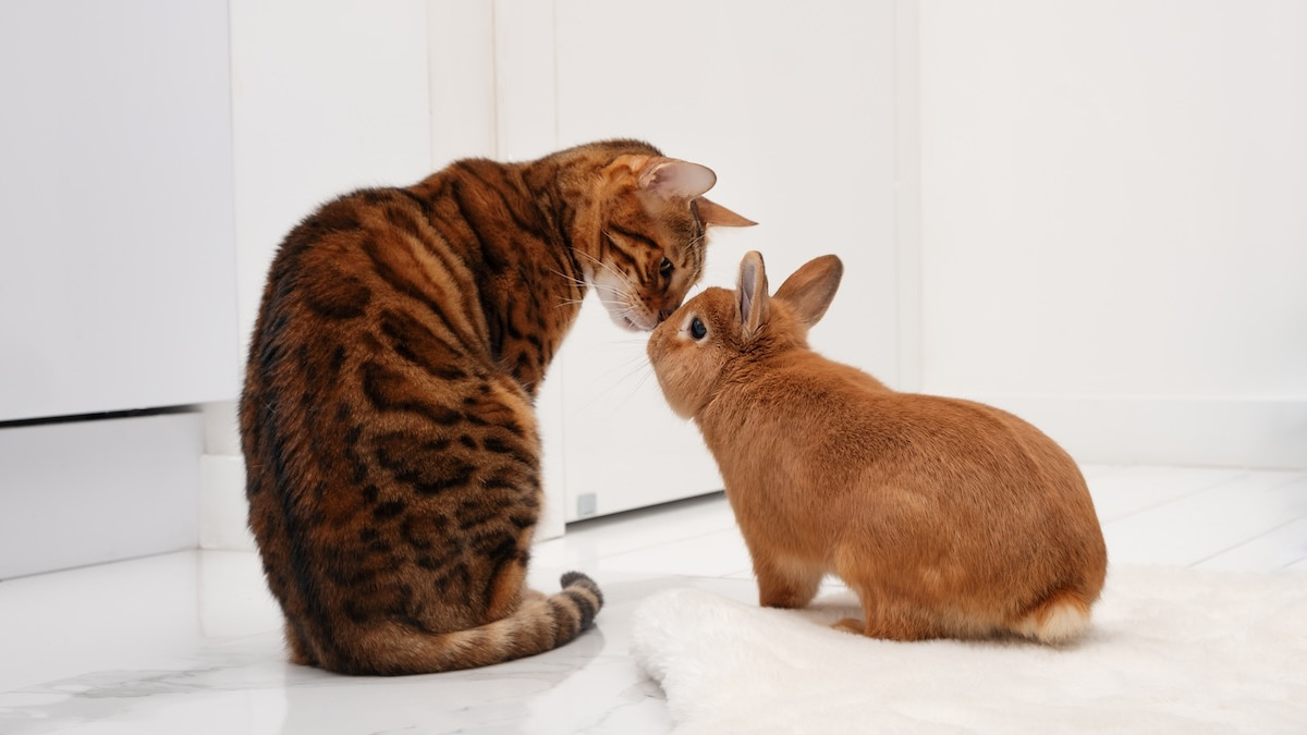Do Cats Eat Bunnies: Shocking Truths Every Pet Owner Must Know