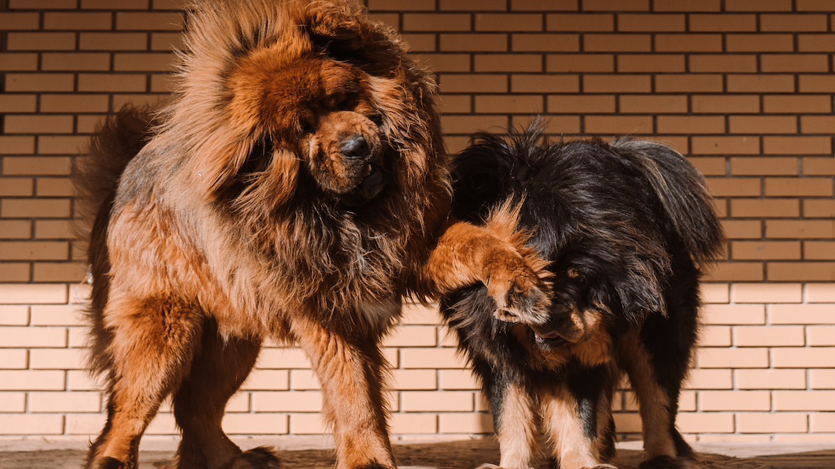 Tibetan Mastiff Big Fluffy Dog Breeds: Ultimate Guide