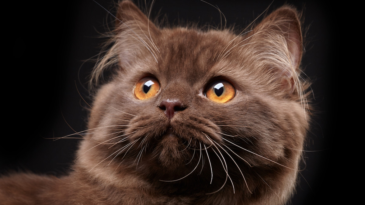 Cat Breeds British Longhair: Ultimate Guide to Fluffy Companions
