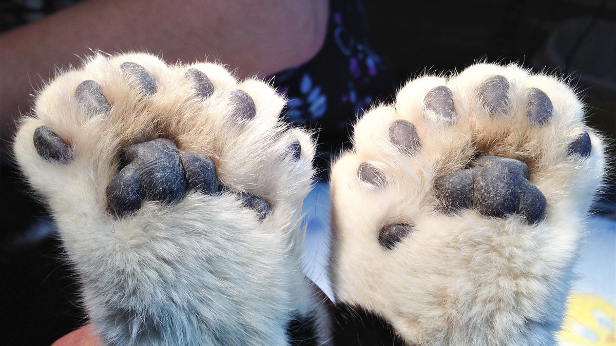 maine coon cats with extra toes