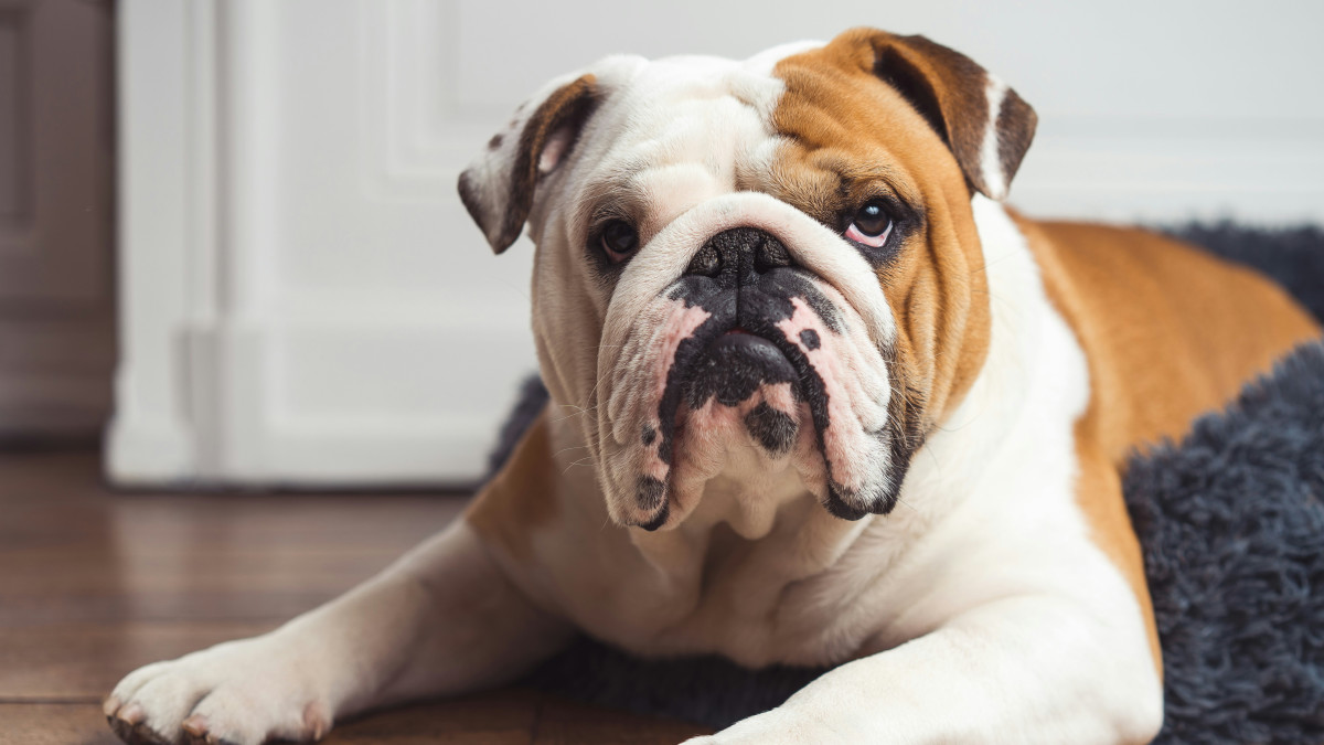 Bulldog's Pitiful Face While Waiting for 'Second Half' of Dinner Is Too  Cute to Resist - Parade Pets, image size:1200x675