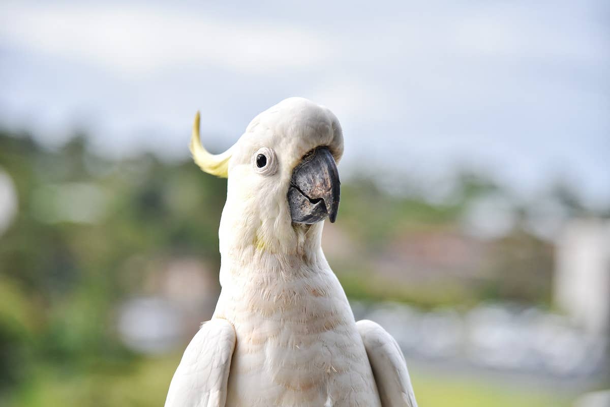 What is the Best Bird to Keep down Insects: Top Pest-Control Birds Revealed