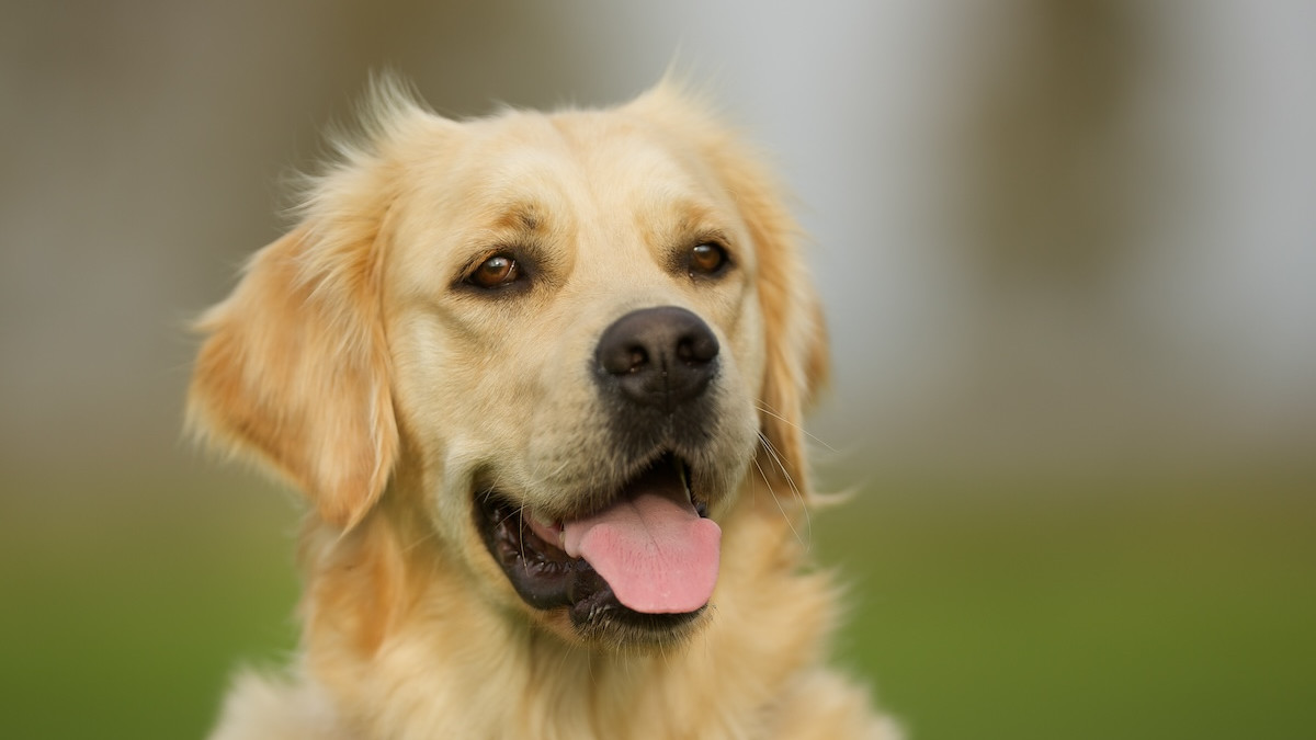 Ethical Golden Retriever Breeder (@miamigoldens) • Instagram photos and  videos, image size:1200x675